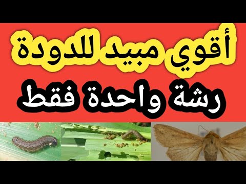 فيديو: هل يقتل البنزوات الخميرة؟