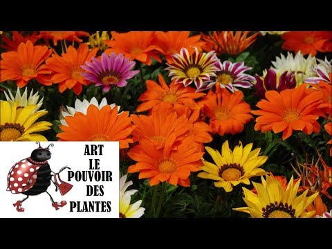 Vidéo: Chambre Gerbera : photo, culture et soins à domicile