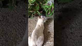 الي بيسمع كلمة امه شو بنقوله Youtube