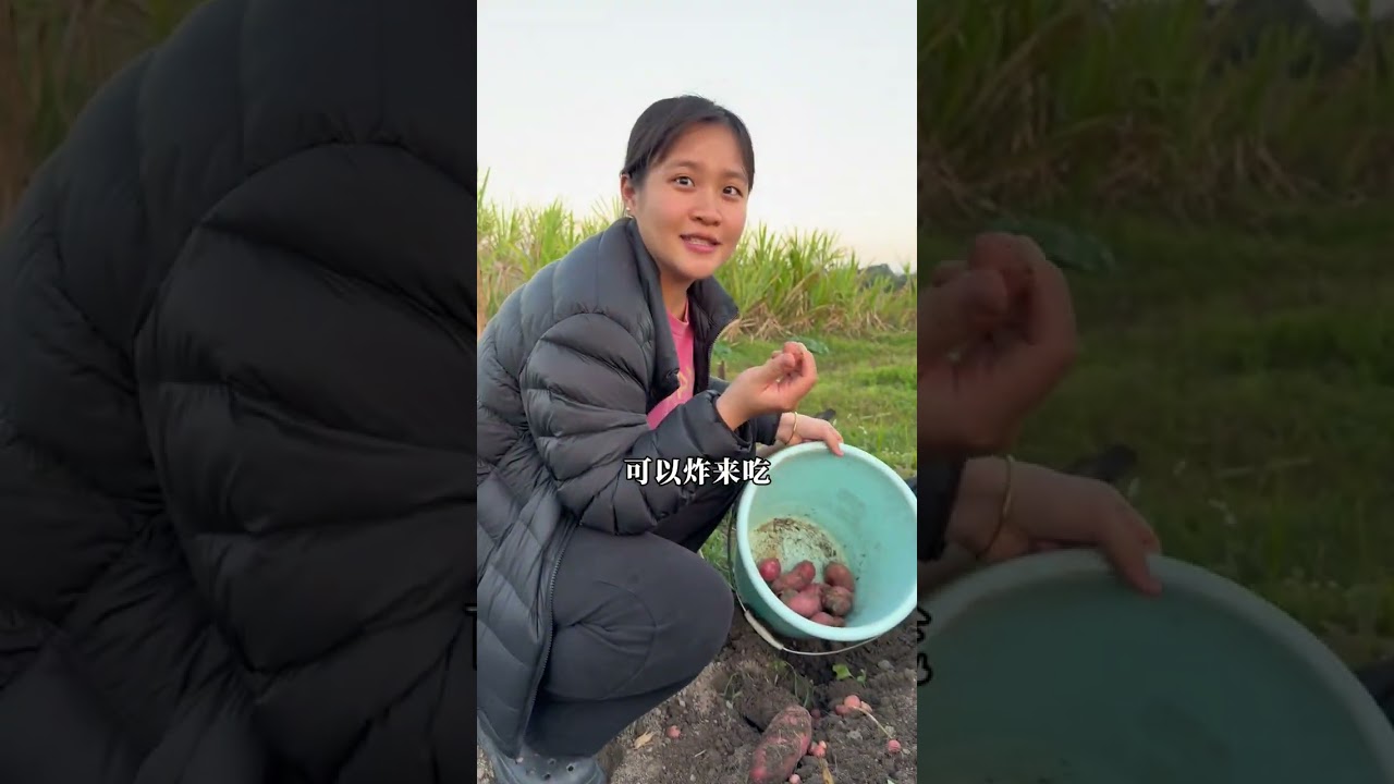 鸡司令从潮汕回到湛江，刚下飞机发现腿痛得走不动路，老哥赶紧跑去找了个轮椅太尴尬了…学长爸妈到家满心欢喜去菜园里面收菜，结果被眼前一幕惊呆了#广东 #湛江 #农村生活 #家庭日常 #小芬旅记