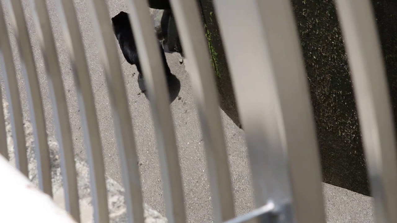 水族館破解 180507 33 阿仁熊牧場(くまくま園)：6 喧嘩するクマ なだめるクマ