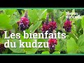 Dcouvrez tous les bienfaits du kudzu