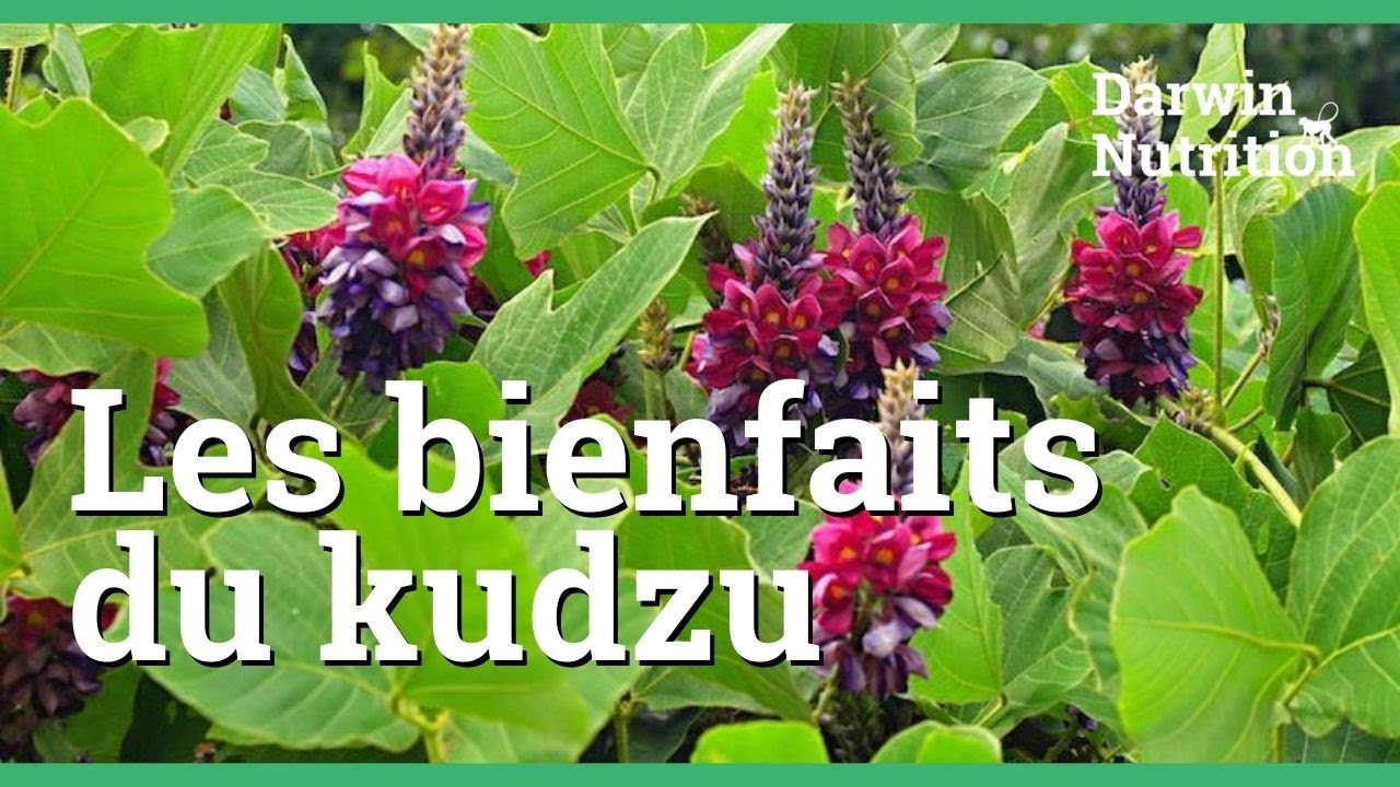 Découvrez tous les bienfaits du kudzu - YouTube