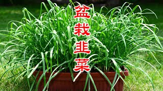 韭菜盆栽怎样才能高产/ How to grow garlic chives (Chinese chives) in a pot?