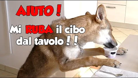 Cosa fare se il cane mangia il sale?