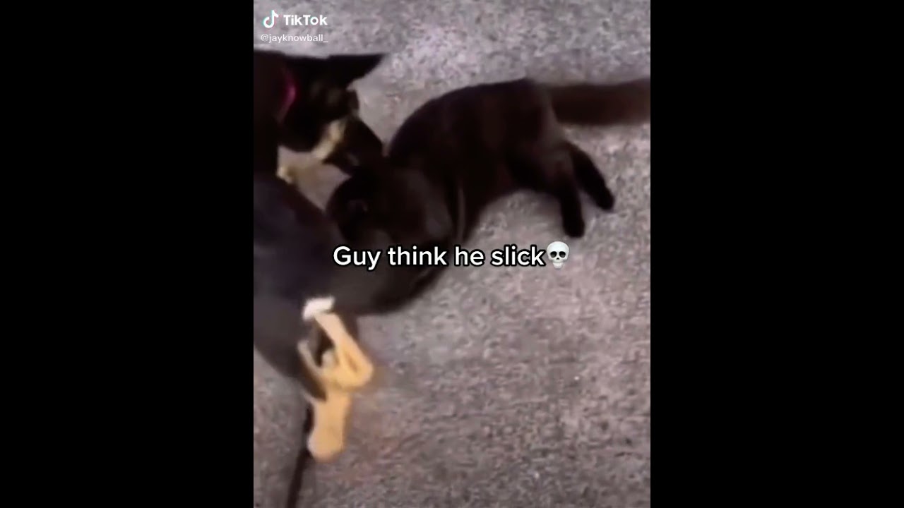 💀even if his tail wagging isn’t any excuse🤦‍♂️🤷‍♂️