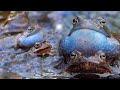 "Голубые" травяные лягушки: весенние песни и танцы - 4К | Film Studio Aves