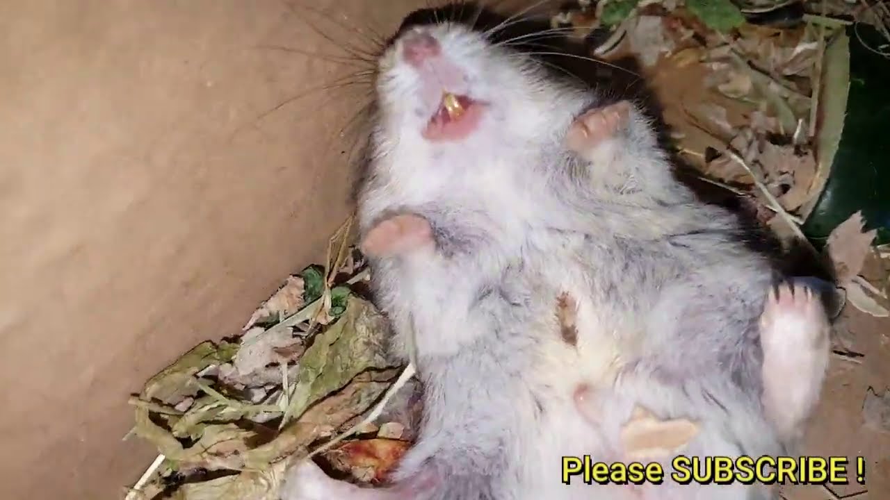 Image result for Hamster acclimation supplies