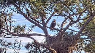 Lovely views of the eagles from the canopy cam!