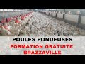 Formation gratuite elevage pondeuses a brazzaville replay
