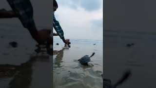 ? Sea Tortoise Rescue