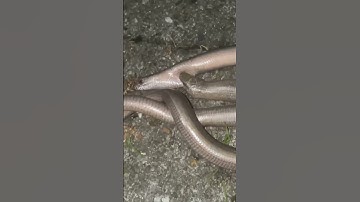 Two snakes fighting #snake #snakevideo #snakefight #fight #animalshorts