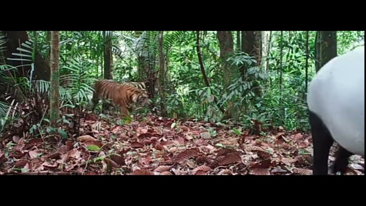 2 Young Malayan Tigers chases Tapir - YouTube