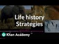 Organism life history and fecundity   ecology  khan academy