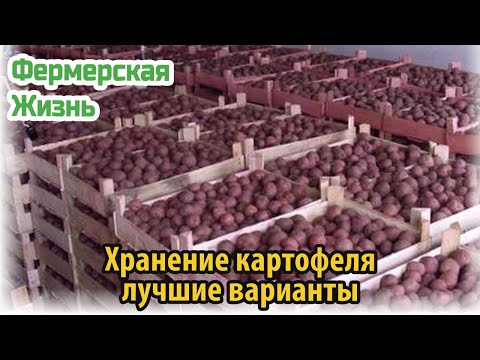 Хранение картофеля лучшие варианты