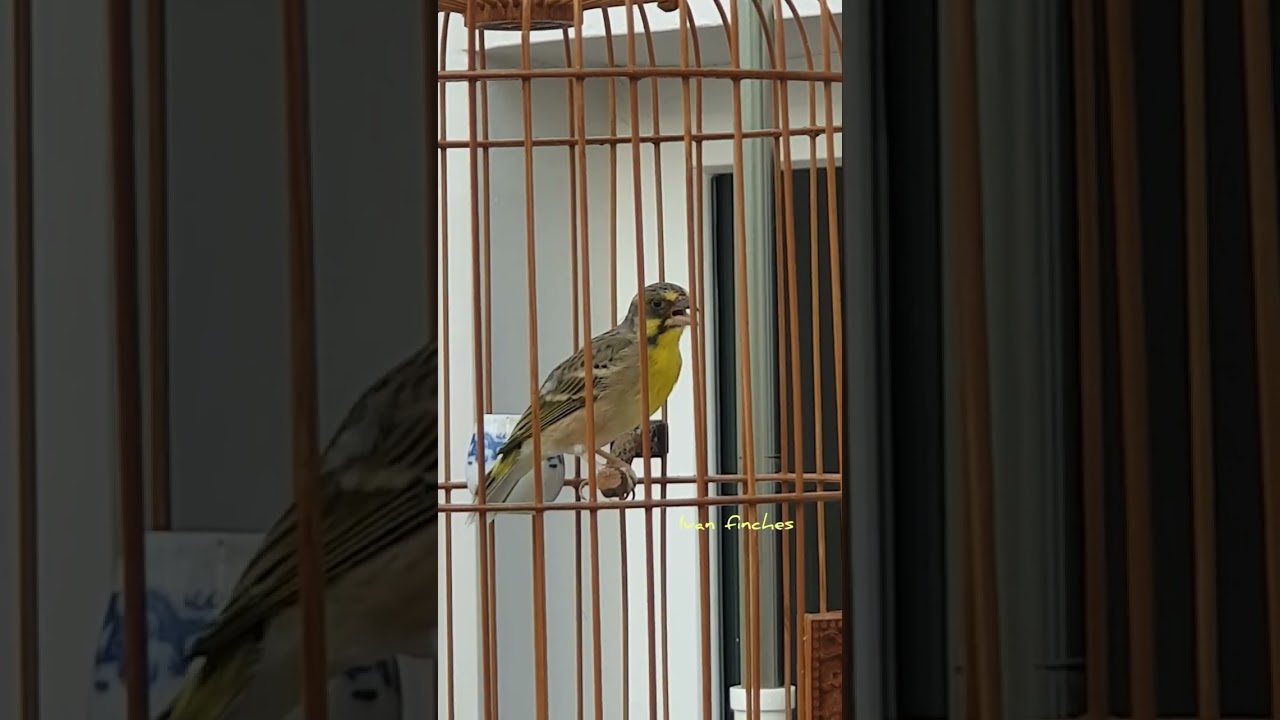 Lemon Finch ~ 柠檬燕