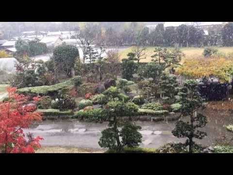 2016年11月24日  11月に雪が降る54年ぶり