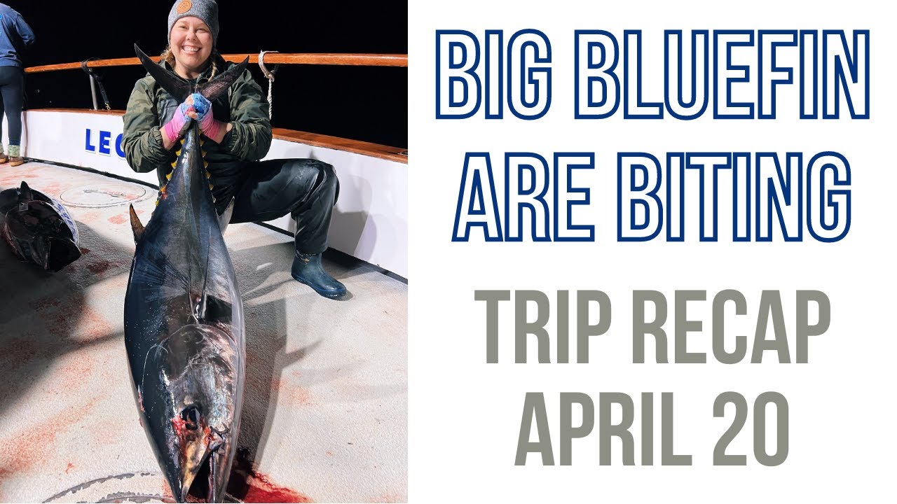 Bigger Bluefin Are Biting!! Trip Recap April 20, 2023