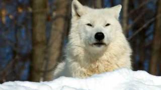 A Tribute To The Wolf, Clocks by Coldplay