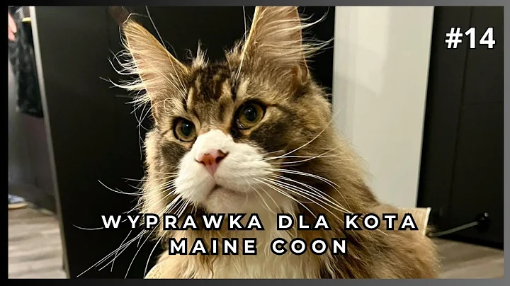 Video 11667551: pet maine coon, maine coon cat, cat litter, post