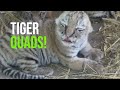 Celebration at AquaZoo Leeuwarden: Four Amur Tiger Cubs Born