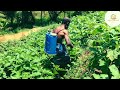 ශ්රි ලංකාවෙ වර්ථමාන කෘෂිකර්මය මේ වන විට පවතින තත්ත්වය | ඌව පළාතේ | Agriculture Sri Lanka
