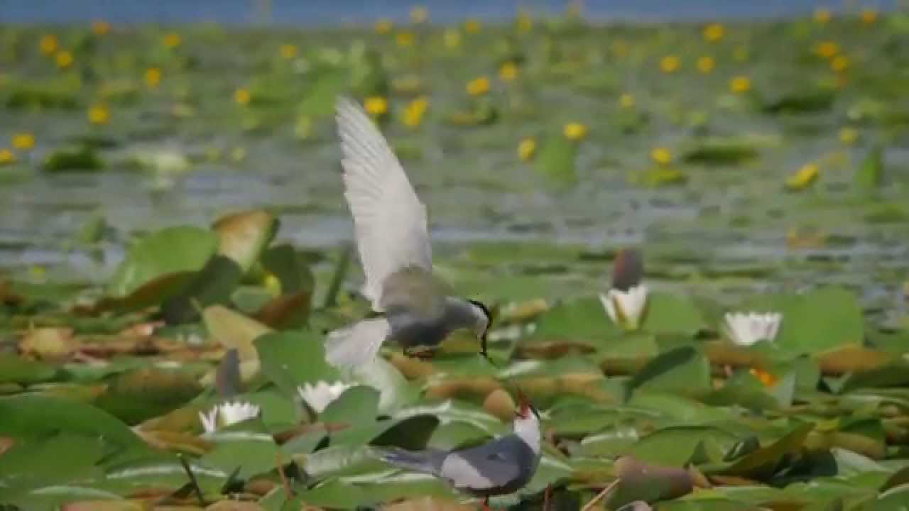 Landgoed vol Fotohutten / CVN