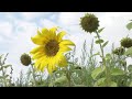 В Україні прогнозують рекордний врожай соняшнику – Економічні новини