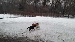 Samoyed puppy playing in the snow