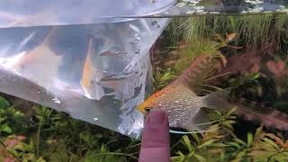 Peacefully Adding New Fish To An Existing Aquarium. How To Introduce Fish Without Fights & Injuries