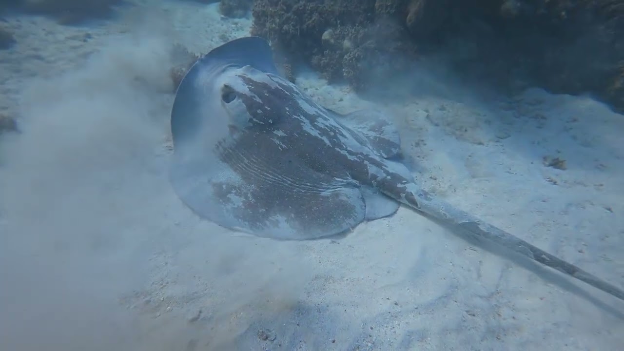 Chupare Stingray, Big Moray, Bermuda Chubs