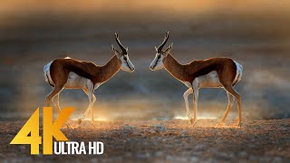 African Springboks 4K 10 bit color - Wild Animals Of Africa - Part #1