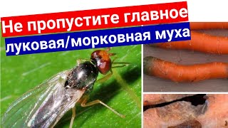 Как избавиться от морковной и луковой мухи разом. Почему не поможет севооборот и совместные посадки