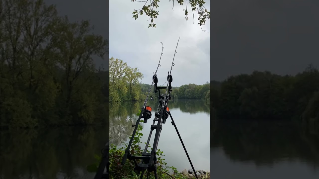 Fox Rx+ Carp Run on Rod Pod. #shorts #carpfishing 