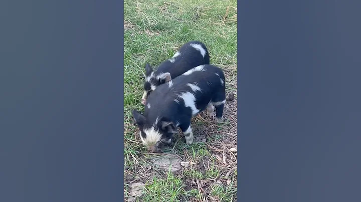 More Kunekune piglets #shorts #yogihollowfarm