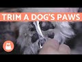 How to Trim the Hair from a Dog's PAWS