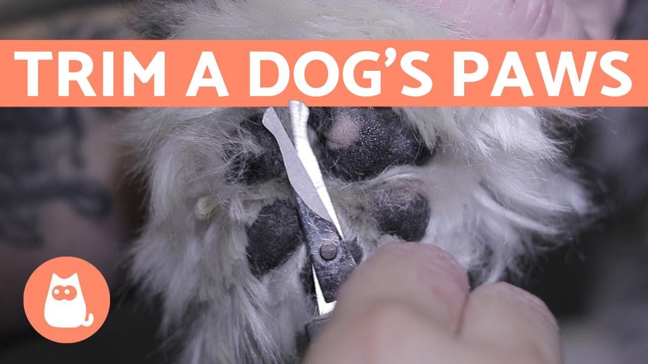 How to Trim the Hair from a Dog's PAWS 