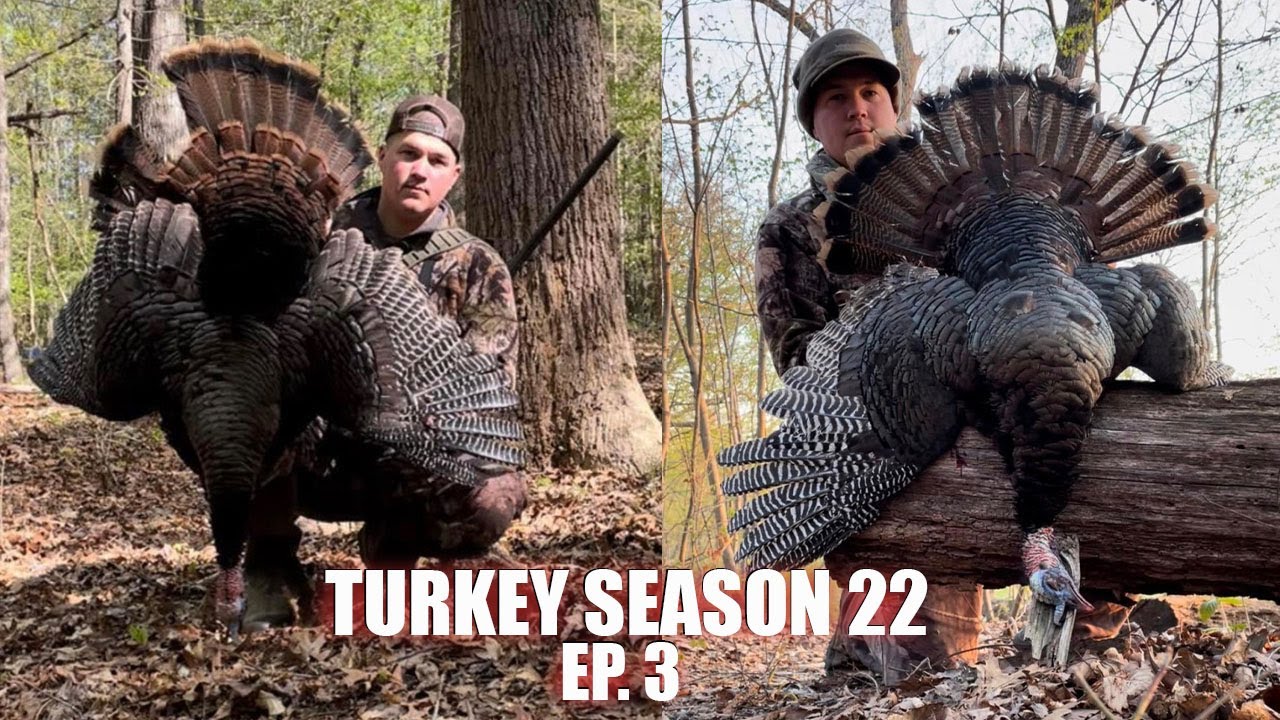 2 BIRDS DOWN, IN 2 MORNINGS, IN 2 STATES!! MD & PA Public Land Turkey Hunting 2022 YouTube