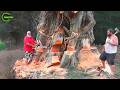 Idiots With Chainsaws: Tree Cutting Fails | Extreme Dangerous Logging Truck Fails #32