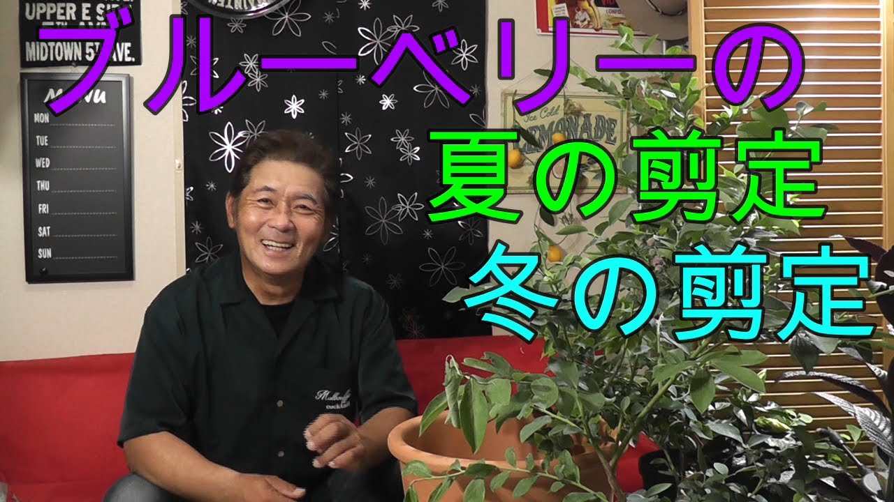 ブルーベリー 寄せ植え 夏剪定と冬剪定の違いと方法 Youtube ブルーベリー 寄せ植え 夏剪定と冬剪定の違いと方法 Youtube