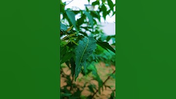 this is my first video please like share and subscribe my channel