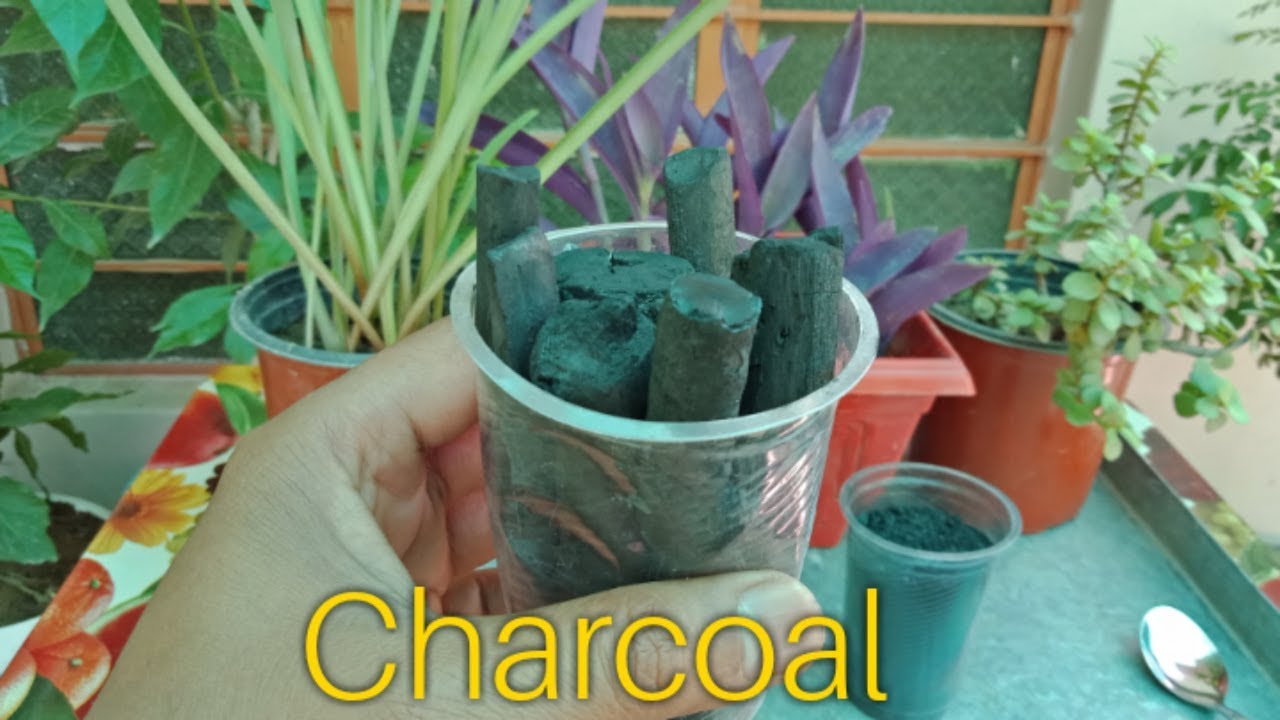 Charcoal Natural fertilizer and Soil Purifier for Plants YouTube