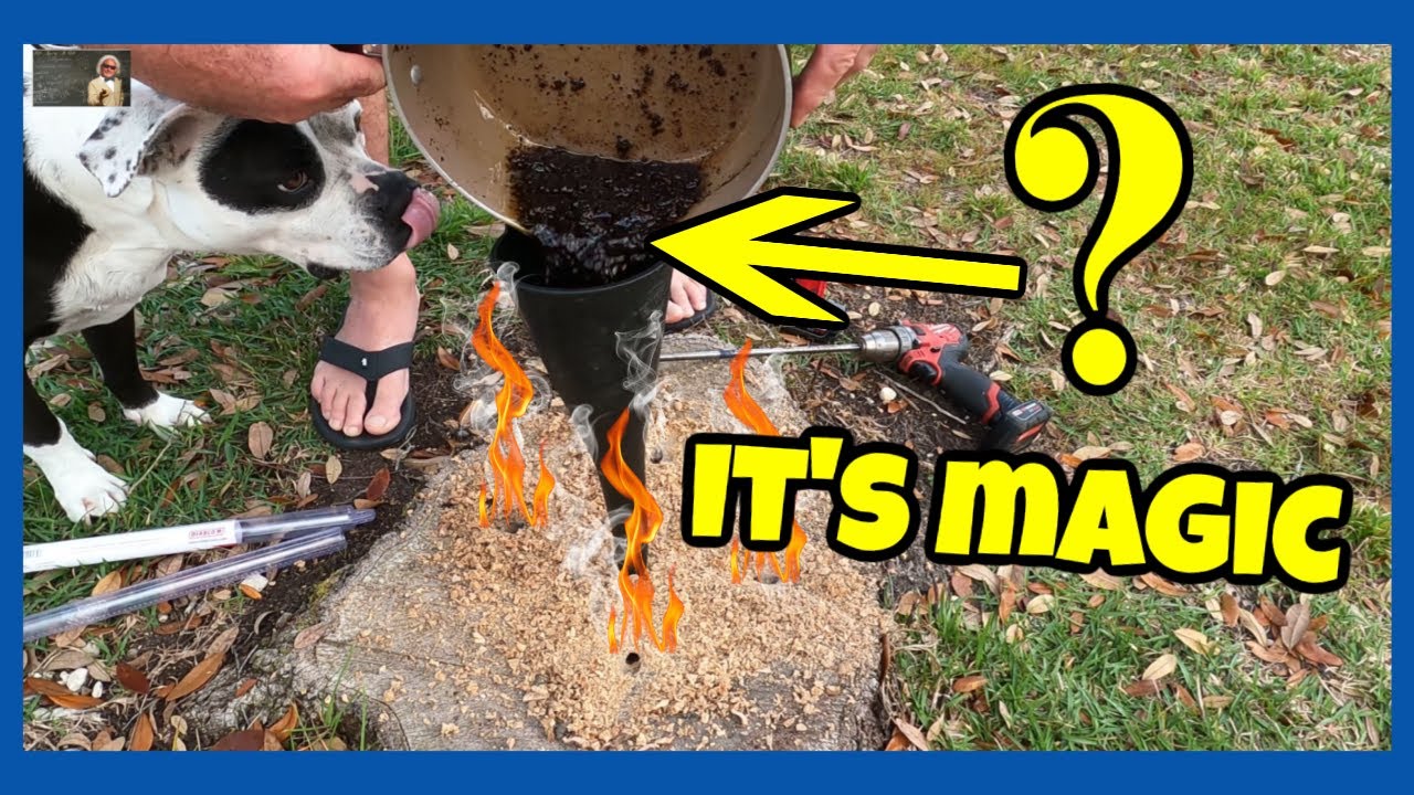 INGENIOUS WAY TO FRY A TREE STUMP and Dispose of your old Cooking Oil