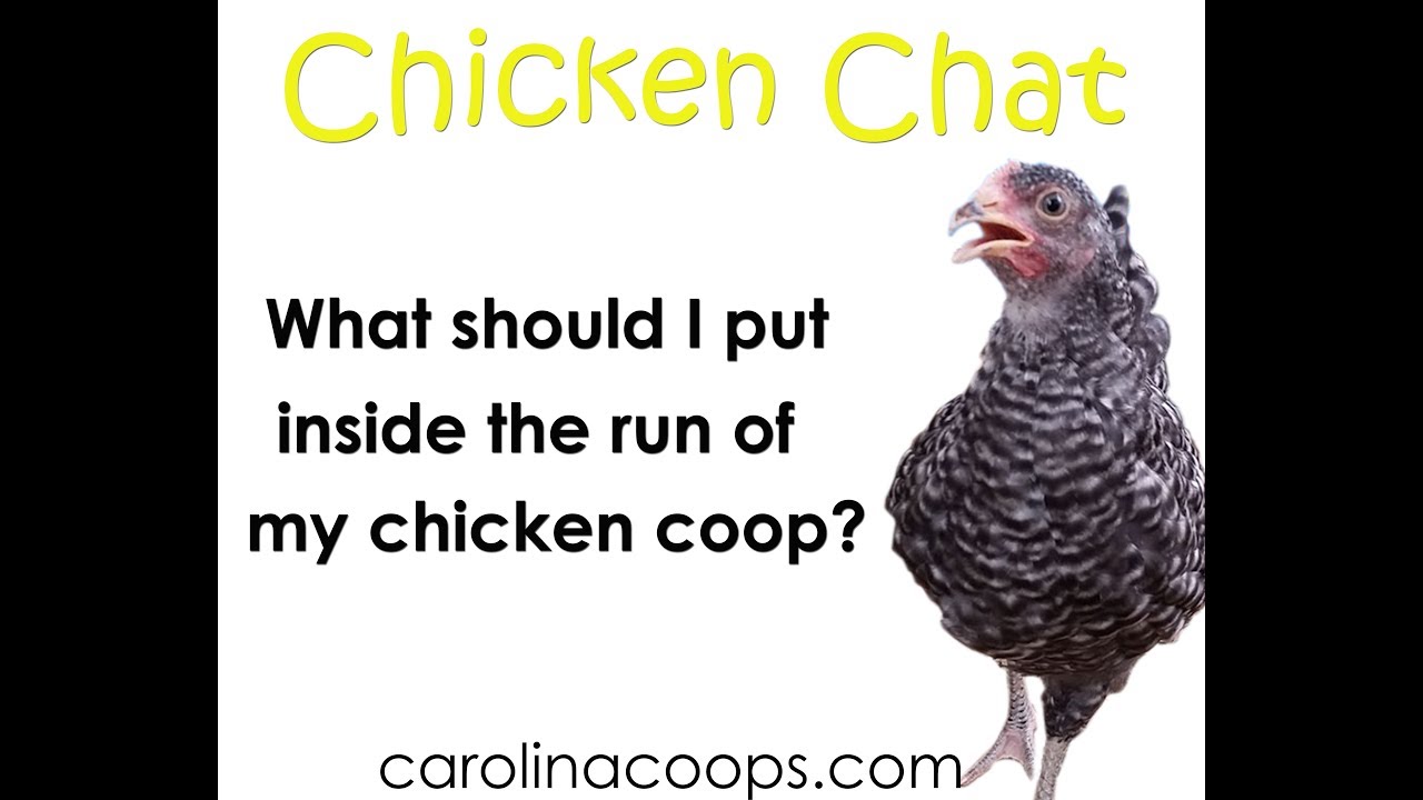 Carolina Coops Presents Chicken Chat Episode 1 YouTube