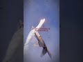 F-22 Edit 🔥🔥✍️#edit #military #viral #short #aviation #airforce #f-22 #jet #fighterjet #plane #fyp