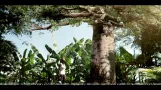 Pub Orange Mayotte Baobab