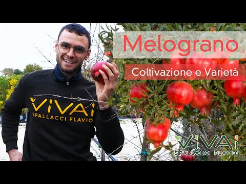 Video: Melograno: descrizione, foto, caratteristiche di coltivazione