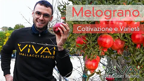 Qual è la qualità migliore di melograno?
