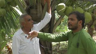 Successful integrated hybrid coconut Farming