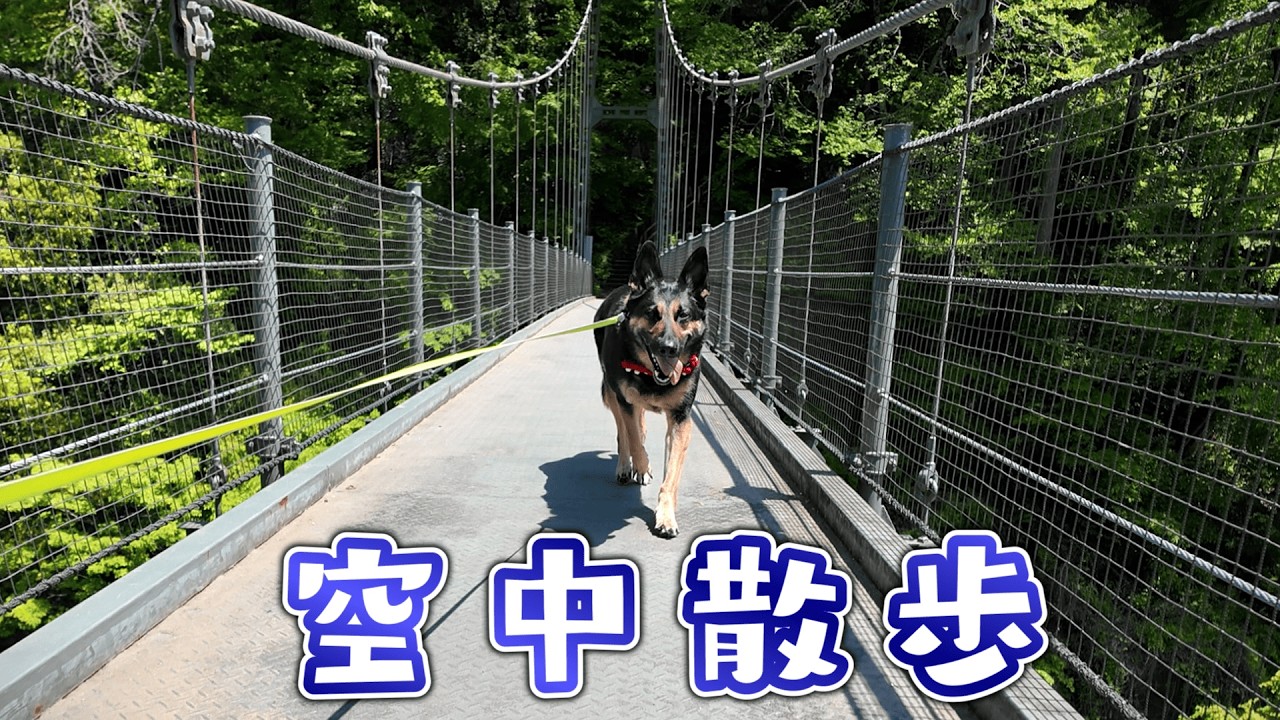愛犬と地上80mの空中散歩へ行ったら、想像以上にすごかった!
